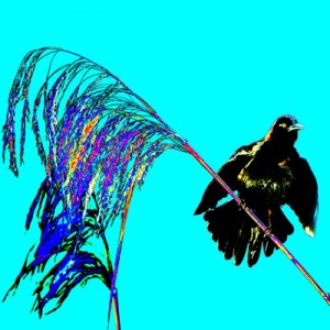 AVIAN-IMPRESSIONS_Great-tailed-Grackle-15