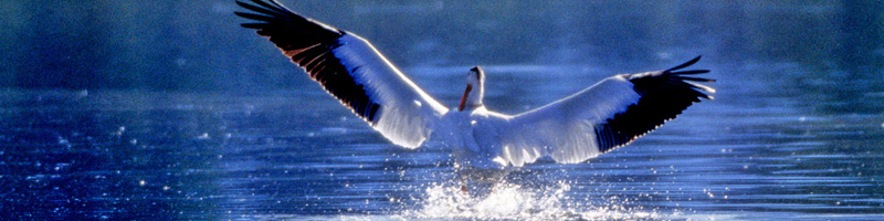 pelicanforstore1