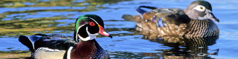 woodducksforstore1